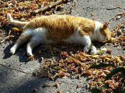 Погожий солнечный день ждет Ставрополь в пятницу 