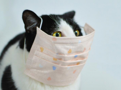 Корм, прививки и прогулки: что меняется для ставропольских питомцев в неделю карантина