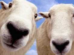 Работники украли со ставропольской фермы овец на 100 тысяч рублей