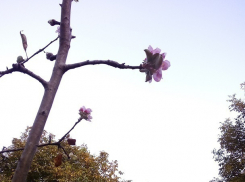 Яблони и каштаны неожиданно зацвели из-за резкого потепления в Ставрополе