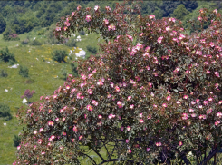 На Ставрополье исчезает сизый шиповник