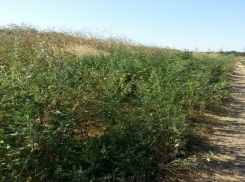 Поле дикорастущей конопли нашли и уничтожили на Ставрополье