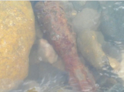 Снаряд времен Великой Отечественной всплыл в  Невинномысске 