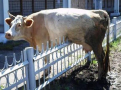 Застрявшую при прыжке через забор корову сняли с острых прутьев на Ставрополье