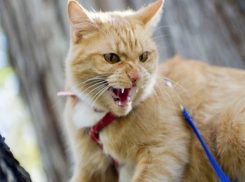 Половиной зараженных бешенством животных на Ставрополье оказались кошки