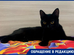 «Если б не она, мы бы все умерли»: жительница Ставрополя о спасении семьи кошкой