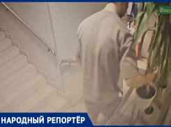 Верните пальму: компания ставропольцев похитила комнатное растение в дискобаре