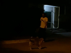 «Они не кинутся»: мужчина отбивался от стаи собак на Ставрополье