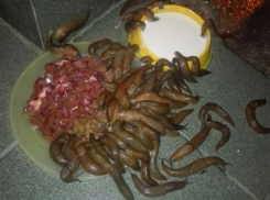 Выброшенных на улицу «домашних питомцев» предлагает отдать житель Ставрополья 