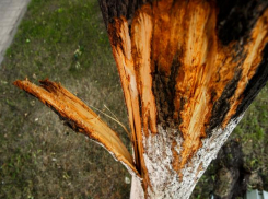 Сухое дерево обвалилось на крышу детского сада в Кисловодске