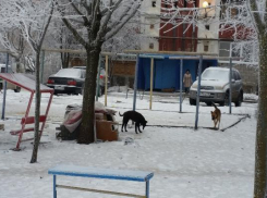 Пять бездомных собак во дворе юго-западного района Ставрополя кидаются на прохожих