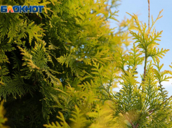 Жара до +36: какая погода будет на Ставрополье в начале недели 