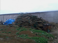 Жителей Георгиевска возмутила свалка сухих новогодних деревьев