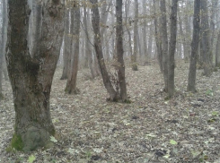 В Ставрополе спасли заблудившегося в лесу дедушку