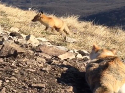Поединок кошки и дикой лисицы попал на видео в Пятигорске