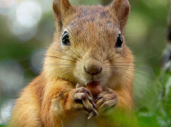 В центре Ставрополя резвятся бельчата 