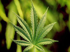 Сотрудники полиции изъяли килограмм марихуаны на Ставрополье