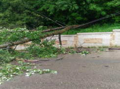 Рухнувшее дерево оборвало линию электропередач в Кисловодске