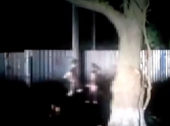 Последствия жестокой расправы над щенками неизвестными живодерами попали на видео на Ставрополье