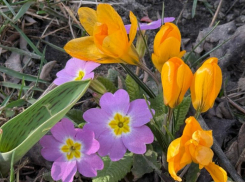 Погода в Ставрополе 3 апреля: Вика исчезла, но дождь остался