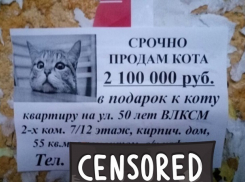 «Купи кота и получи квартиру в подарок!» - житель Ставрополя поразил горожан «супер» предложением