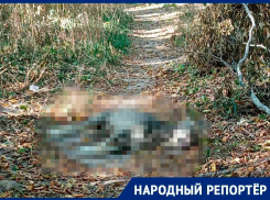 Нашли три трупа: отравленных собак заметили на Холодных родниках в Ставрополе