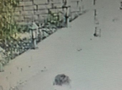 Малолетний вор подменил свой старый велосипед на новый в Ставрополе