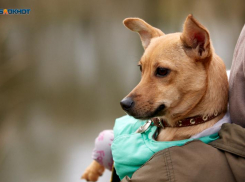 Ставропольчанка пыталась продать клиентам фантомных щенков