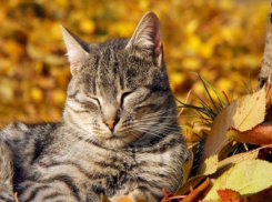 Бабье лето пришло на Ставрополье