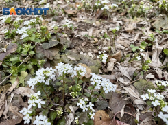 Дождь придет в Ставрополь 26 марта и зарядит на несколько дней вперед