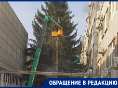 Спил мощной ели у корпусов СКФУ на Кулакова возмутил жителей Ставрополя
