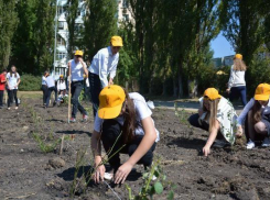 Школьники высадили 239 роз к Дню города Ставрополя
