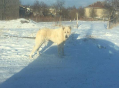 Огромного бездомного алабая испугались жители Ставрополья