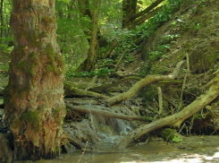 В Ставрополе треть «Русского леса» могут отдать под застройку 