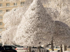 Деревья в «кокосовой стружке» обнаружили в Ставрополе