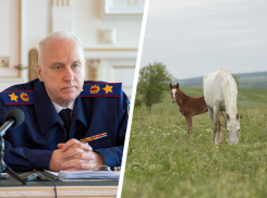 Александр Бастрыкин поручил доложить о ситуации на ставропольском конезаводе