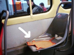 В Пятигорске теперь можно покататься в трамвае, сидя на котике