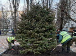 Власти Ставрополя предложили горожанам высадить во дворах голубые ели