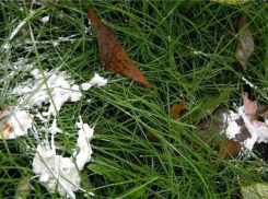 В центре Ставрополя раскидали отраву против бродячих животных