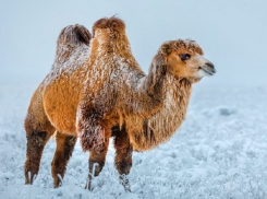 Сюрреалистичный пейзаж с верблюдами в ставропольской степи обнаружил фотограф-путешественник