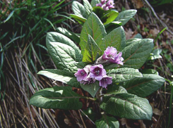 Редкая пузырница восточная оказалась под угрозой исчезновения на Ставрополье