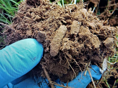 Марокканская саранча готовится напасть на посевы Ставрополья