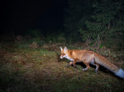 Лисы прибежали навестить жителей Ставрополя