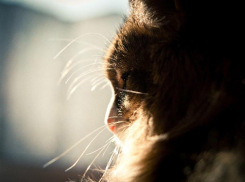 Ясная и солнечная погода порадует в субботу жителей на Ставрополье