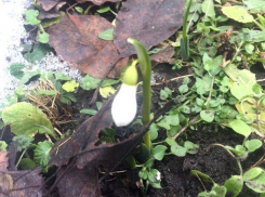 Весна пришла на Ставрополье на месяц раньше срока