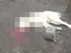 Живодеру, застрелившему собаку в Изобильненском округе, грозит штраф и уголовное преследование