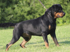 В Ставрополе пёс четыре дня охранял тело своего покойного хозяина