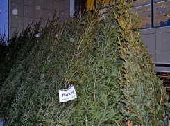 50 елочных базаров открылись в Ставрополе