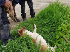 «Стали собак жрать своими гнилыми ртами»: волонтеры отбили животных у бездомных на Ставрополье