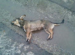 Отравленную собаку снова нашли в Михайловске